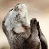 🙏 Эмодзи «Выдрочки» для Telegram