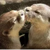 😚 Эмодзи «Выдрочки» для Telegram