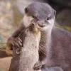 🤗 Эмодзи «Выдрочки» для Telegram