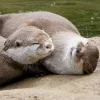 😴 Эмодзи «Выдрочки» для Telegram