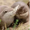 😘 Эмодзи «Выдрочки» для Telegram