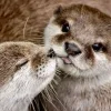 😗 Эмодзи «Выдрочки» для Telegram