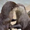 😚 Эмодзи «Выдрочки» для Telegram