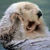 😅 Эмодзи «Выдрочки» для Telegram