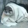 🥶 Эмодзи «Выдрочки» для Telegram