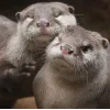 🤗 Эмодзи «Выдрочки» для Telegram