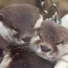 🥰 Эмодзи «Выдрочки» для Telegram