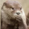 🫢 Эмодзи «Выдрочки» для Telegram