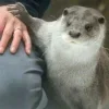 🥺 Эмодзи «Выдрочки» для Telegram