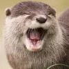 😤 Эмодзи «Выдрочки» для Telegram