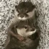 🤗 Эмодзи «Выдрочки» для Telegram