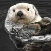 🥺 Эмодзи «Выдрочки» для Telegram