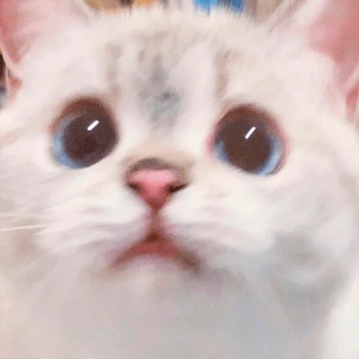 Стикерпак Nana the charming cat для Telegram — скачать