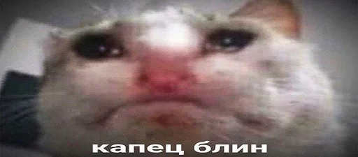 🥺 Стикер «поч ты мне не пишешь?» для Telegram