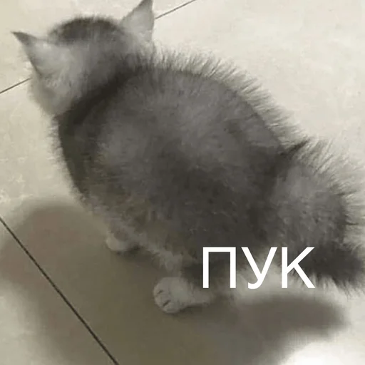 Стикерпак Пердёжные стикеры для Telegram — скачать