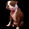 🥲 Эмодзи «Trends #memes #animals» для Telegram