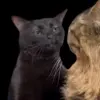 😍 Эмодзи «Trends #memes #animals» для Telegram