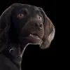😦 Эмодзи «Trends #memes #animals» для Telegram