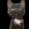 🐈 Эмодзи «Trends #memes #animals» для Telegram