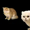 😾 Эмодзи «Trends #memes #animals» для Telegram