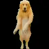 🕺 Эмодзи «Trends #memes #animals» для Telegram