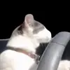 🐱 Эмодзи «Trends #memes #animals» для Telegram