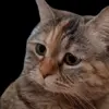 😞 Эмодзи «Trends #memes #animals» для Telegram