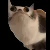 🐱 Эмодзи «Trends #memes #animals» для Telegram