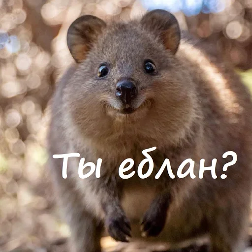 ❔ Стикер «Unpleasant» для Telegram