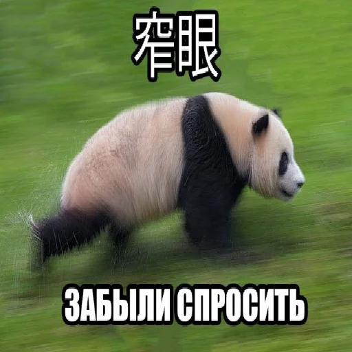 🐼 Стикер «Нефритовый стержень» для Telegram