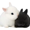 😽 Эмодзи «Нежно И Хрупко» для Telegram