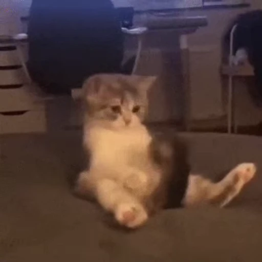 ⤴️ Стикер «ねこぱら» для Telegram