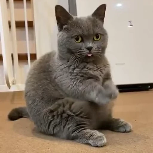 🐱 Стикер «ねこぱら» для Telegram