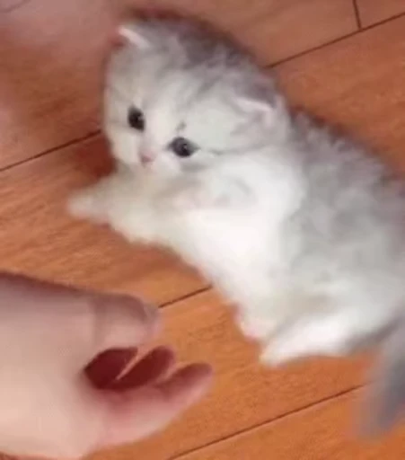 🐱 Стикер «ねこぱら» для Telegram