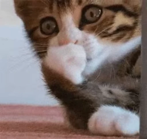🤭 Стикер «ねこぱら» для Telegram