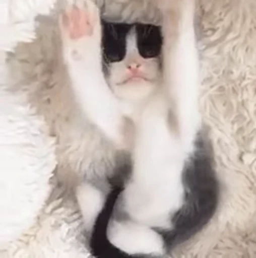 🐱 Стикер «ねこぱら» для Telegram