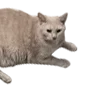 🐈 Эмодзи «Lacewoven Oleander» для Telegram