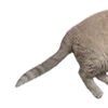 🐈 Эмодзи «Lacewoven Oleander» для Telegram