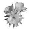 🎀 Эмодзи «Lacewoven Oleander» для Telegram