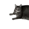 🐈‍⬛ Эмодзи «Lacewoven Oleander» для Telegram