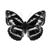🦋 Эмодзи «Lacewoven Oleander» для Telegram