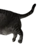 🐈‍⬛ Эмодзи «Lacewoven Oleander» для Telegram