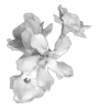 🎀 Эмодзи «Lacewoven Oleander» для Telegram