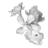 🌸 Эмодзи «Lacewoven Oleander» для Telegram