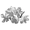 🌸 Эмодзи «Lacewoven Oleander» для Telegram