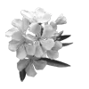 🌸 Эмодзи «Lacewoven Oleander» для Telegram