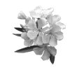 🌸 Эмодзи «Lacewoven Oleander» для Telegram