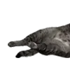 🐈 Эмодзи «Lacewoven Oleander» для Telegram