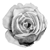🥀 Эмодзи «Rose Garden» для Telegram