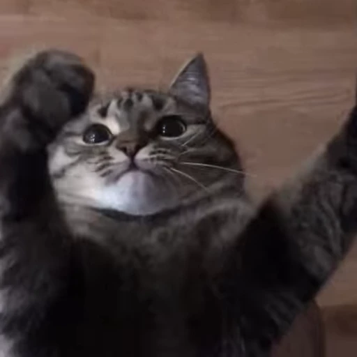 😸 Стикер «Ненормисы» для Telegram